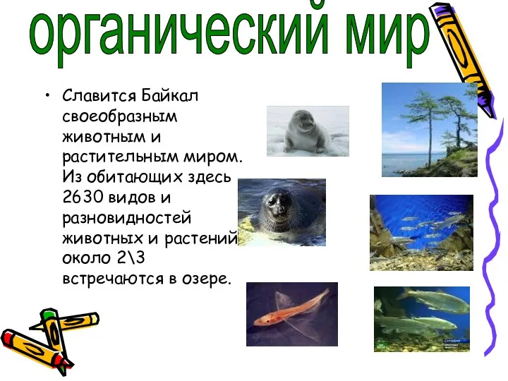 Славится Байкал своеобразным животным и растительным миром. Из обитающих здесь 2630 видов и
