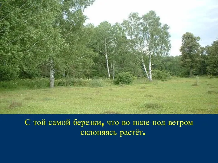 С той самой березки, что во поле под ветром склоняясь растёт.