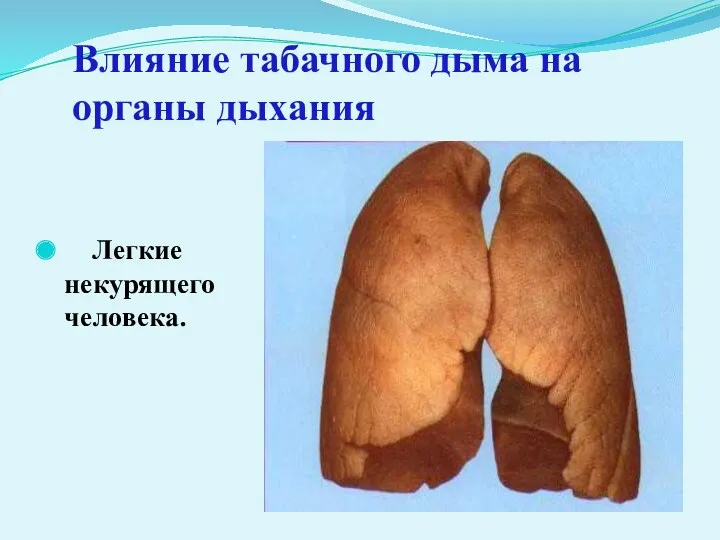 Влияние табачного дыма на органы дыхания Легкие некурящего человека.