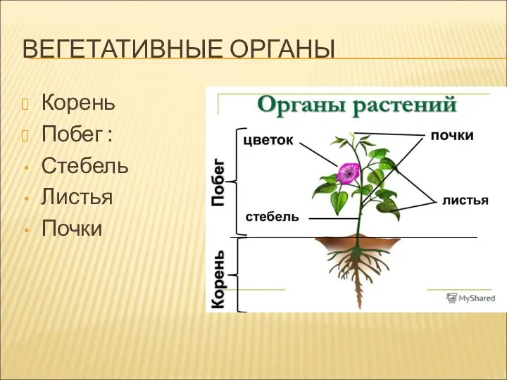 ВЕГЕТАТИВНЫЕ ОРГАНЫ Корень Побег : Стебель Листья Почки