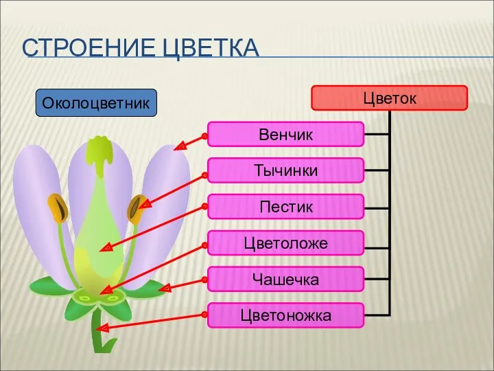 СТРОЕНИЕ ЦВЕТКА Околоцветник