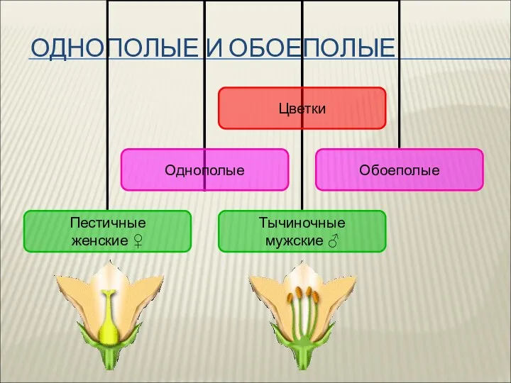 ОДНОПОЛЫЕ И ОБОЕПОЛЫЕ