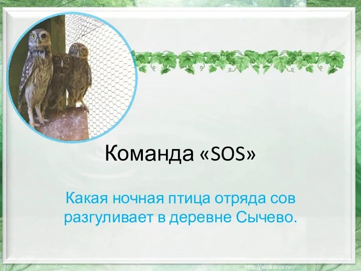 Команда «SOS» Какая ночная птица отряда сов разгуливает в деревне Сычево.