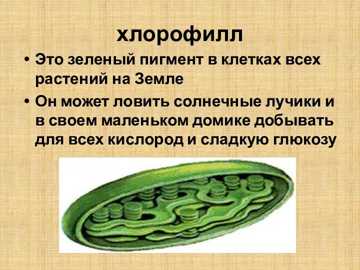 хлорофилл Это зеленый пигмент в клетках всех растений на Земле Он может ловить