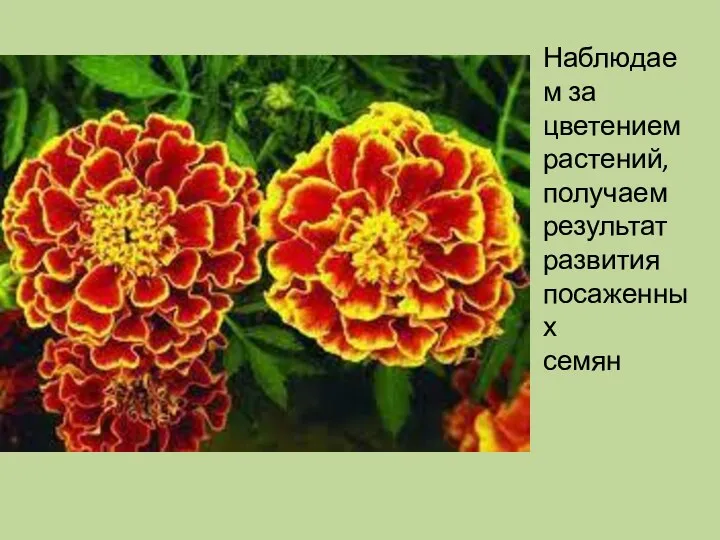 Наблюдаем за цветением растений, получаем результат развития посаженных семян