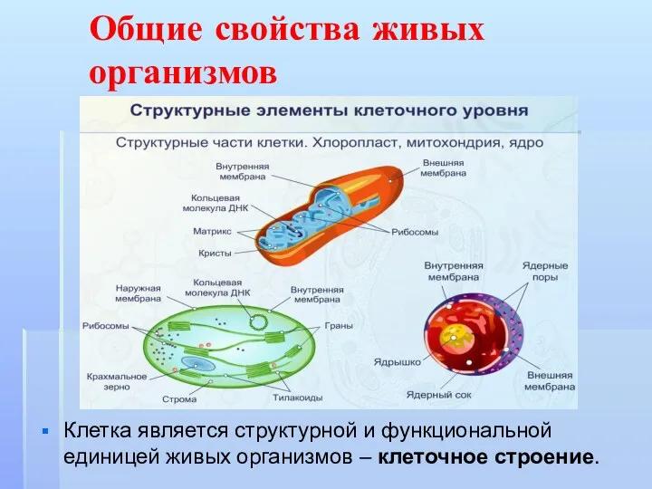 Общие свойства живых организмов Клетка является структурной и функциональной единицей живых организмов – клеточное строение.