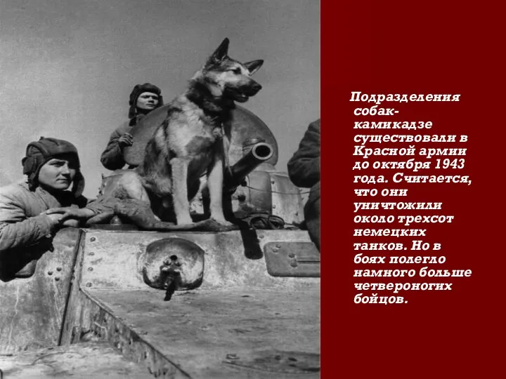 Подразделения собак-камикадзе существовали в Красной армии до октября 1943 года. Считается, что они