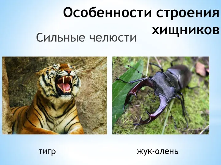 Особенности строения хищников Сильные челюсти жук-олень тигр