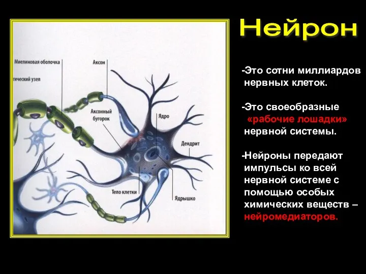 Нейрон -Это сотни миллиардов нервных клеток. -Это своеобразные «рабочие лошадки» нервной системы. -Нейроны