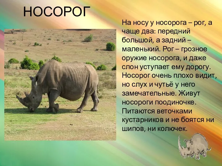 НОСОРОГ На носу у носорога – рог, а чаще два: передний большой, а