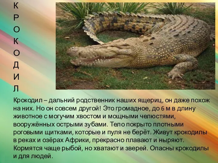 Крокодил – дальний родственник наших ящериц, он даже похож на них. Но он