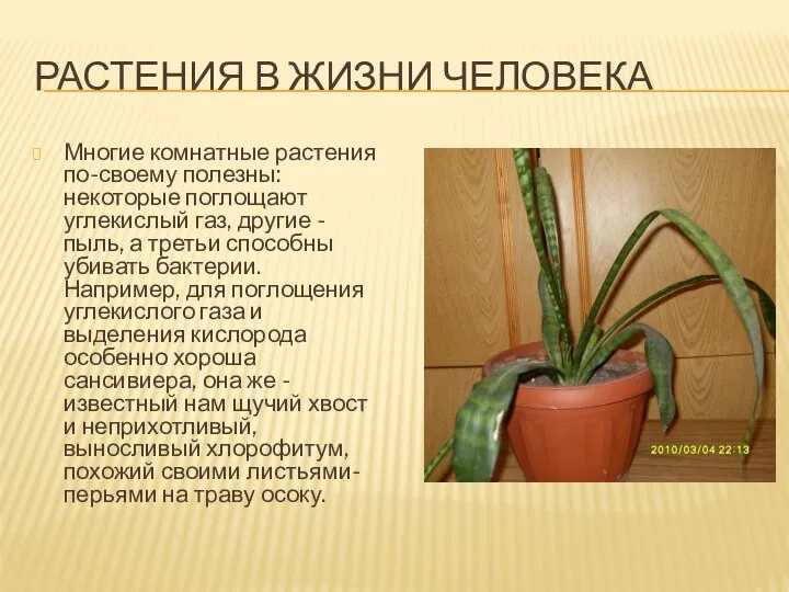 Растения в жизни человека Многие комнатные растения по-своему полезны: некоторые