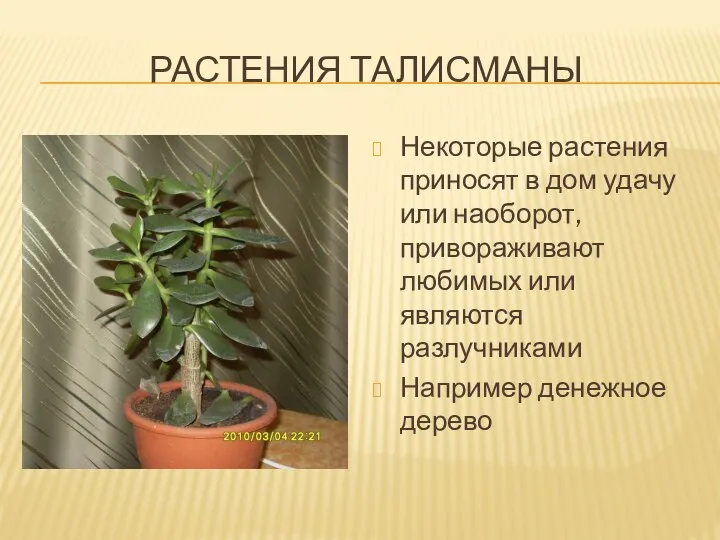 Растения талисманы Некоторые растения приносят в дом удачу или наоборот,
