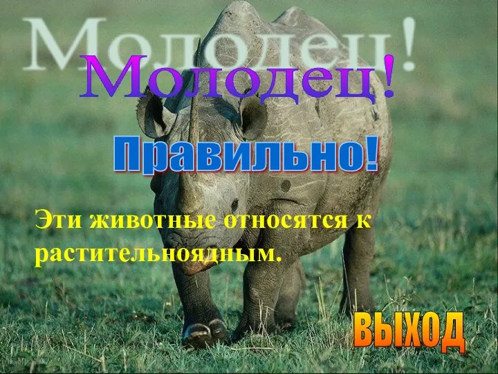 Правильно! Молодец! Эти животные относятся к растительноядным. выход