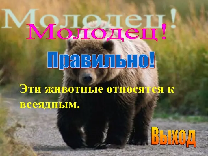 Правильно! Молодец! Эти животные относятся к всеядным. Выход