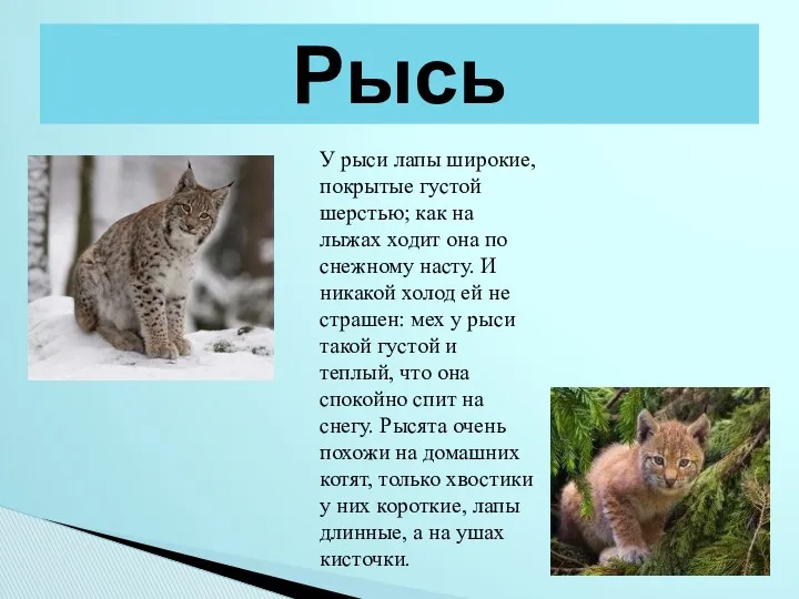 У рыси лапы широкие, покрытые густой шерстью; как на лыжах ходит она по