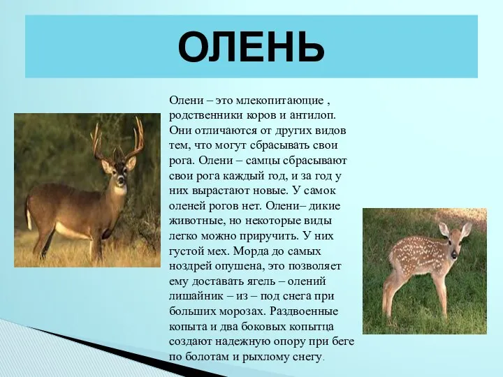 ОЛЕНЬ Олени – это млекопитающие , родственники коров и антилоп. Они отличаются от