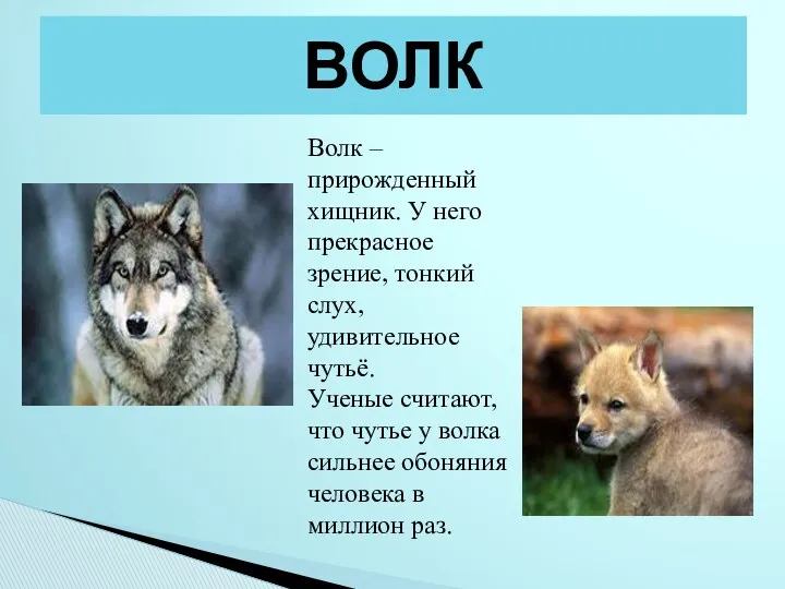 ВОЛК Волк – прирожденный хищник. У него прекрасное зрение, тонкий слух, удивительное чутьё.