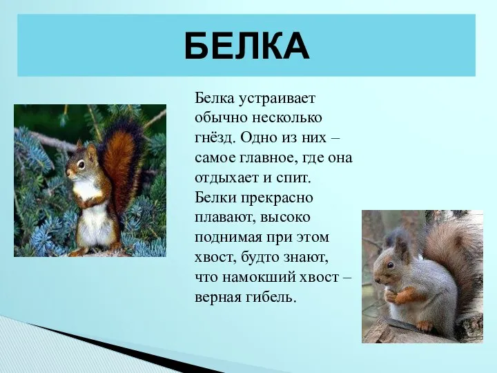 БЕЛКА Белка устраивает обычно несколько гнёзд. Одно из них – самое главное, где