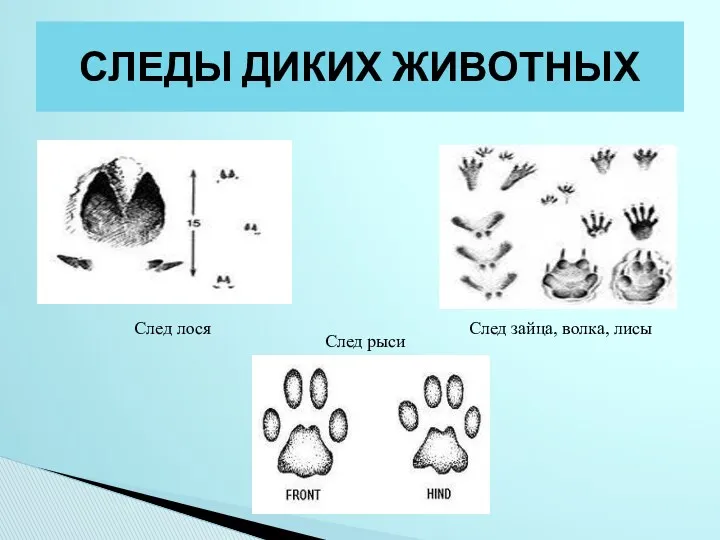 СЛЕДЫ ДИКИХ ЖИВОТНЫХ След лося След рыси След зайца, волка, лисы