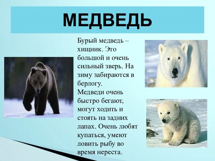 МЕДВЕДЬ Бурый медведь – хищник. Это большой и очень сильный зверь. На зиму