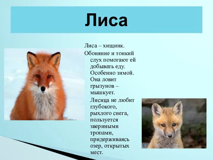 Лиса – хищник. Обоняние и тонкий слух помогают ей добывать еду. Особенно зимой.