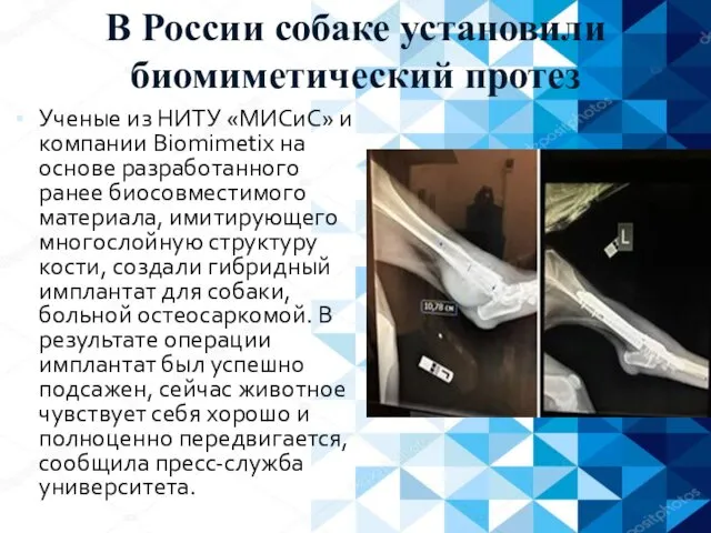 В России собаке установили биомиметический протез Ученые из НИТУ «МИСиС» и компании Biomimetix