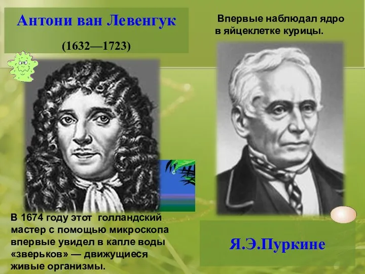 Антони ван Левенгук (1632—1723) В 1674 году этот голландский мастер