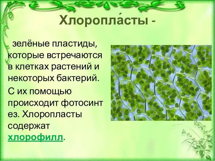 Хлоропла́сты - зелёные пластиды, которые встречаются в клетках растений и некоторых бактерий. С