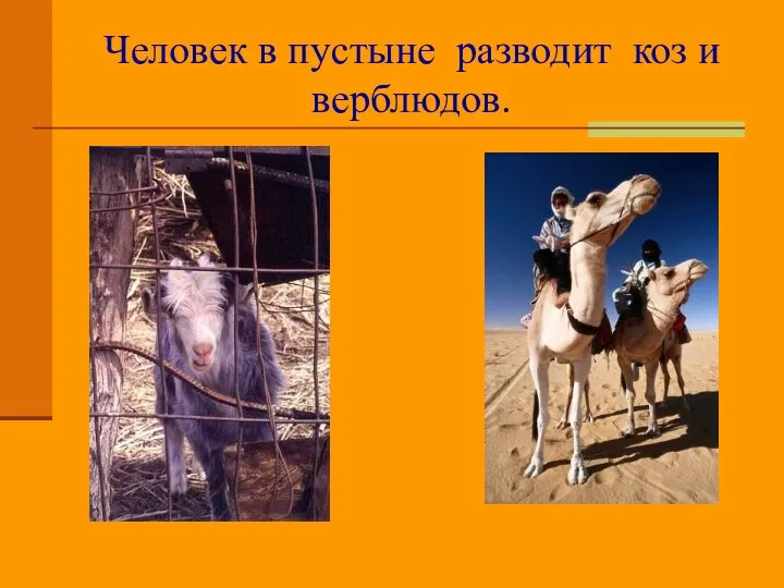 Человек в пустыне разводит коз и верблюдов.