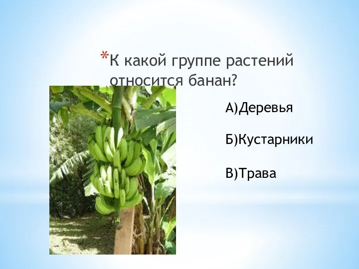 К какой группе растений относится банан? А)Деревья Б)Кустарники В)Трава