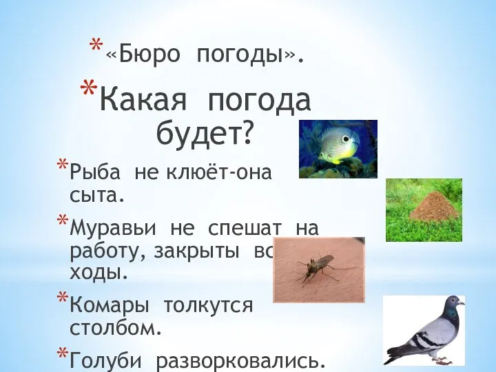 «Бюро погоды». Какая погода будет? Рыба не клюёт-она сыта. Муравьи не спешат на