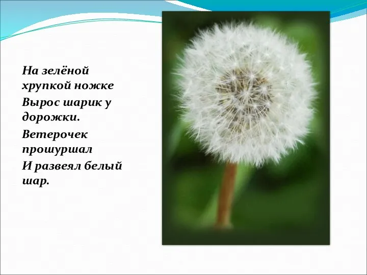 На зелёной хрупкой ножке Вырос шарик у дорожки. Ветерочек прошуршал И развеял белый шар.