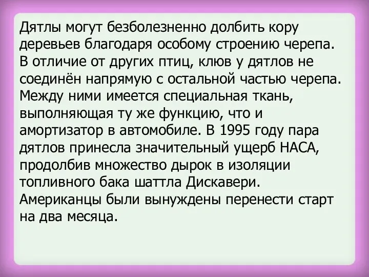 Дятлы могут безболезненно долбить кору деревьев благодаря особому строению черепа.