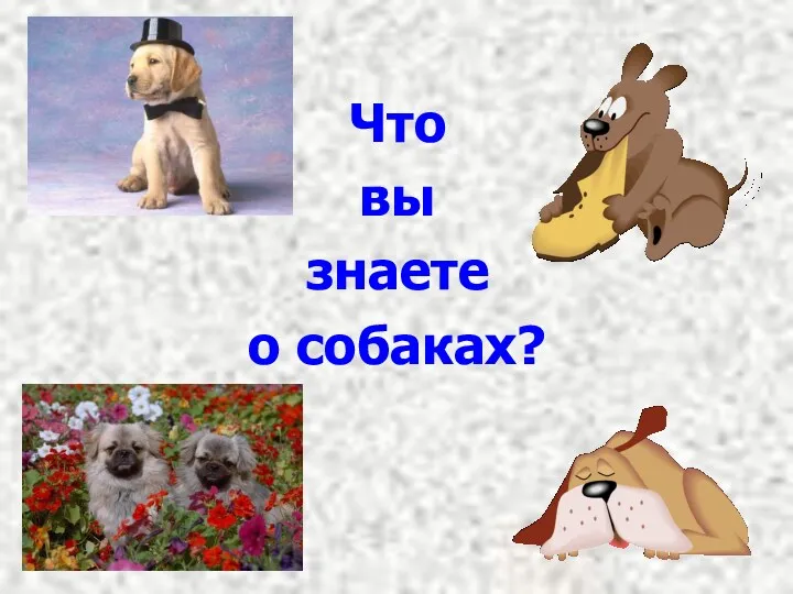 Что вы знаете о собаках?