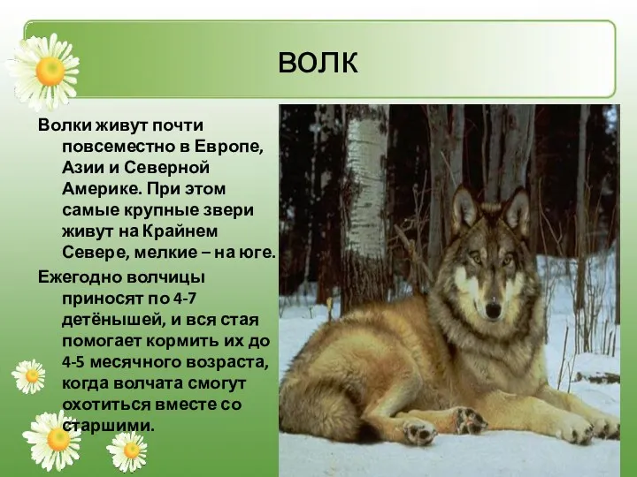 волк Волки живут почти повсеместно в Европе, Азии и Северной