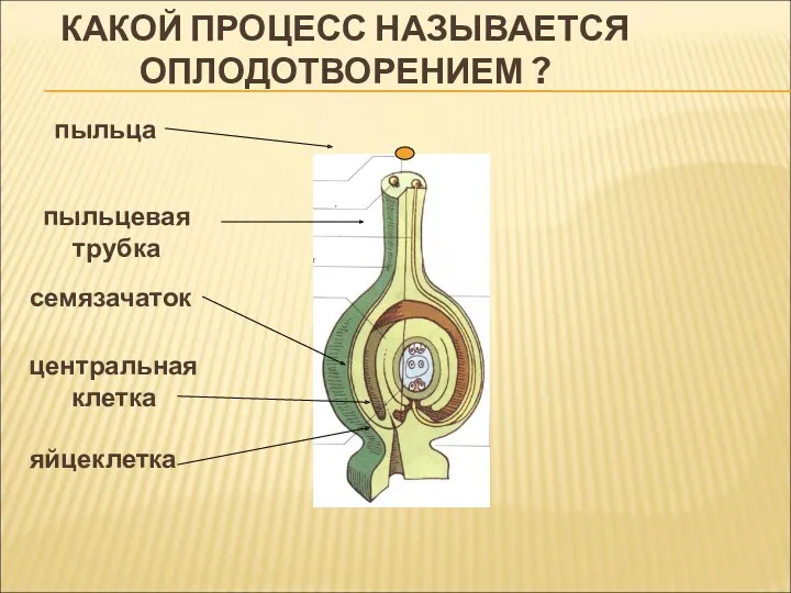 КАКОЙ ПРОЦЕСС НАЗЫВАЕТСЯ ОПЛОДОТВОРЕНИЕМ ? пыльца пыльцевая трубка семязачаток яйцеклетка центральная клетка