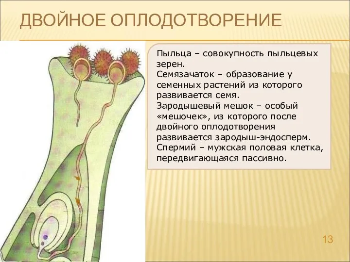 ДВОЙНОЕ ОПЛОДОТВОРЕНИЕ Пыльца – совокупность пыльцевых зерен. Семязачаток – образование