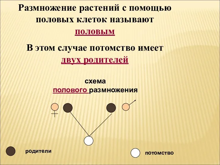 Размножение растений с помощью половых клеток называют половым В этом