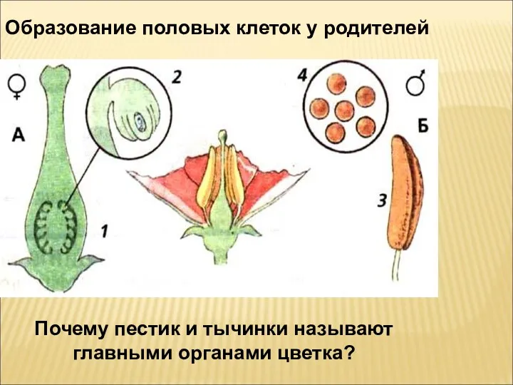 Образование половых клеток у родителей Почему пестик и тычинки называют главными органами цветка?
