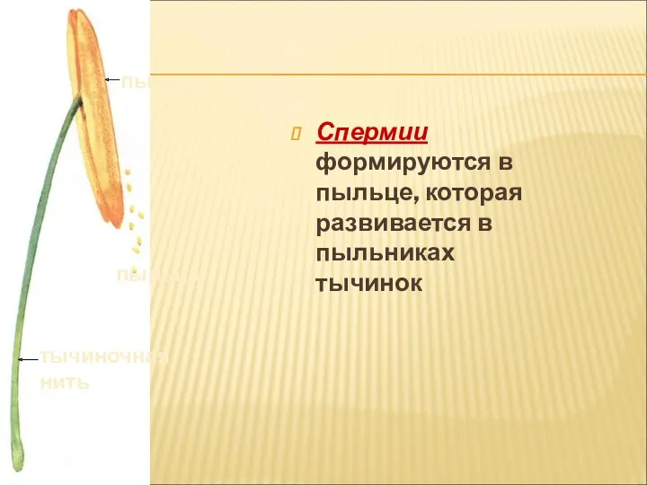 Спермии формируются в пыльце, которая развивается в пыльниках тычинок пыльник пыльца тычиночная нить