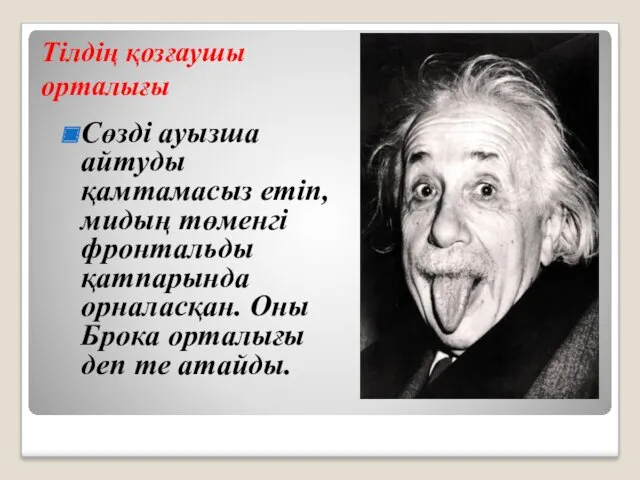 Тілдің қозғаушы орталығы Сөзді ауызша айтуды қамтамасыз етіп, мидың төменгі