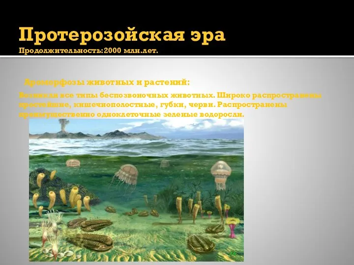 Протерозойская эра Продолжительность:2000 млн.лет. Ароморфозы животных и растений: Возникли все типы беспозвоночных животных.