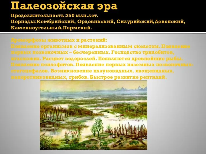 Палеозойская эра Продолжительность:350 млн.лет. Периоды:Кембрийский, Ордовикский, Силурийский,Девонский, Каменноугольный,Пермский. Ароморфозы животных