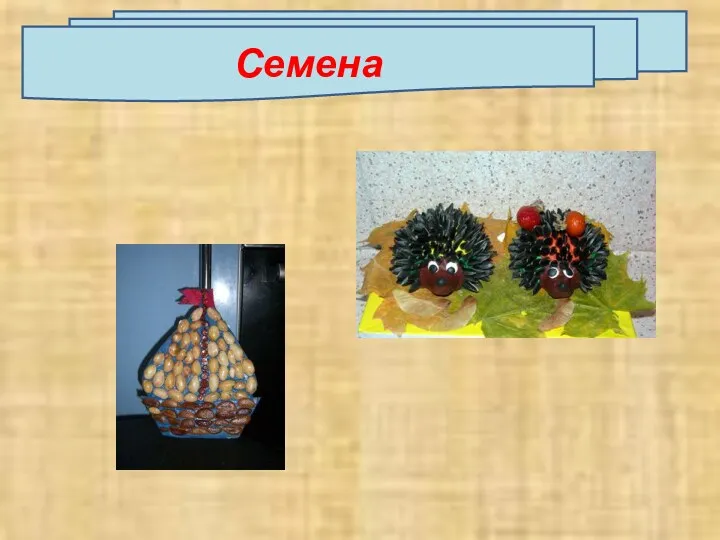 Семена