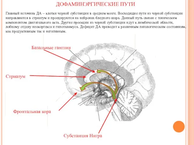 Субстанция Нигра ДОФАМИНЭРГИЧЕСКИЕ ПУТИ Главный источник ДА – клетки черной