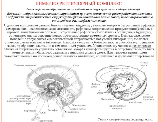 (неспецифическое образование мозга - объединяет структуры мозга в единую систему)