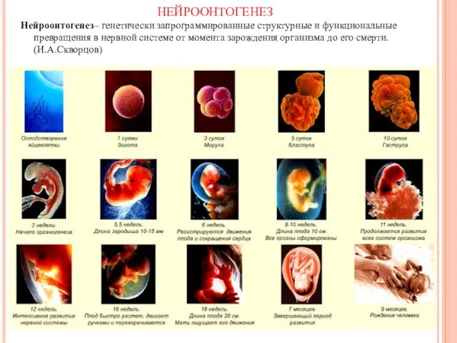 Нейроонтогенез– генетически запрограммированные структурные и функциональные превращения в нервной системе