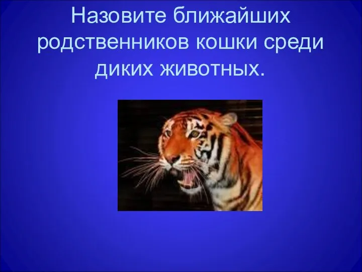 Назовите ближайших родственников кошки среди диких животных.