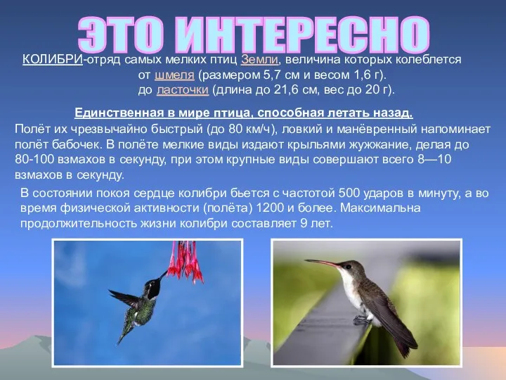 ЭТО ИНТЕРЕСНО КОЛИБРИ-отряд самых мелких птиц Земли, величина которых колеблется от шмеля (размером